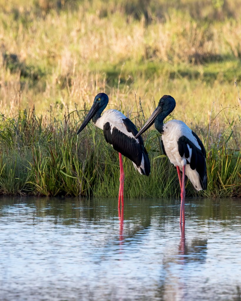 Black Necked Stork